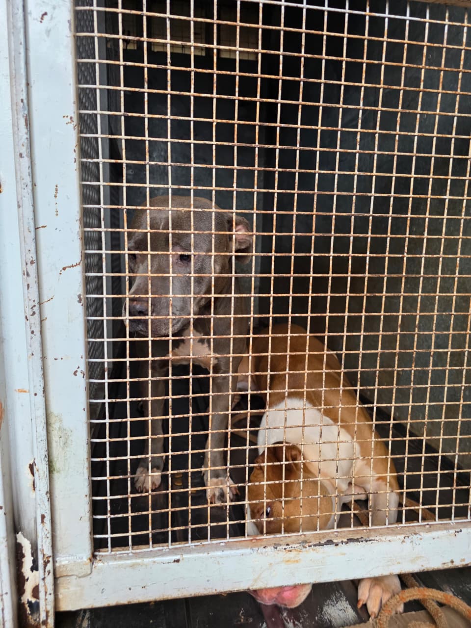 Tras denuncias, se allanó un domicilio en Posadas y se resguardó a tres pitbulls considerados agresivos 2